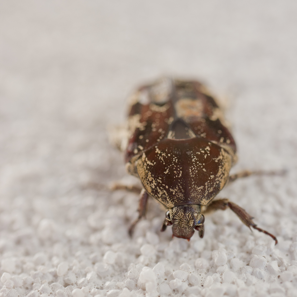 Brown Bug