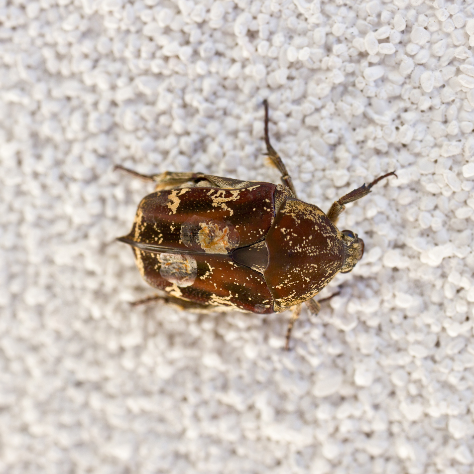 Brown Bug