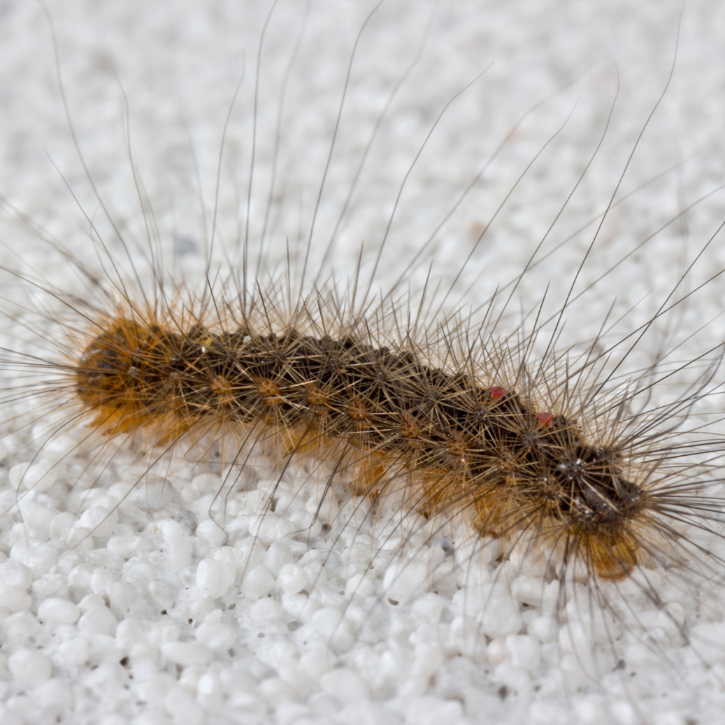 Catterpillar
