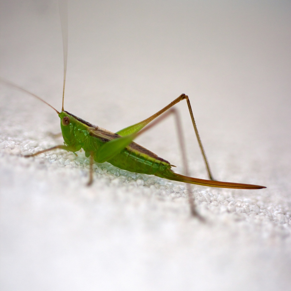 Grasshopper