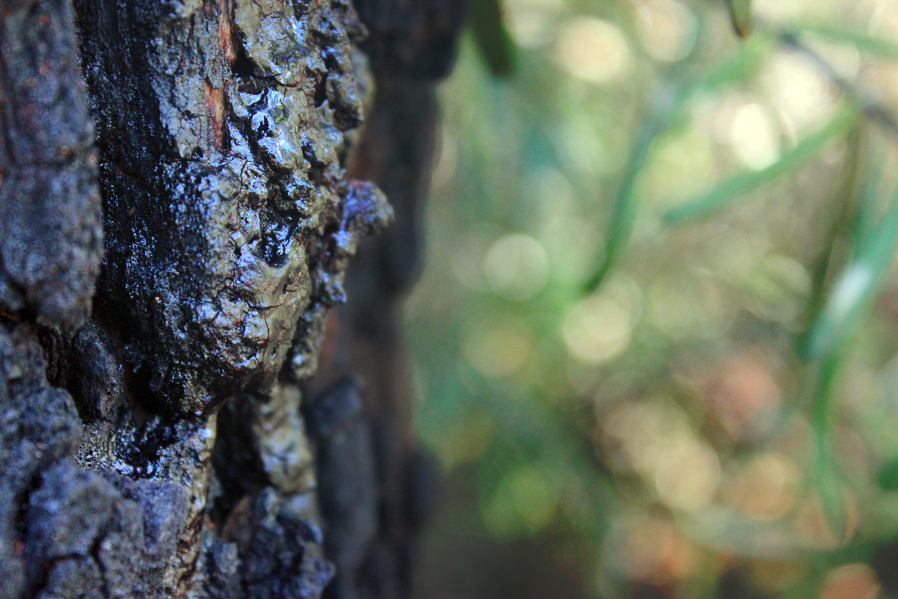 Wentworth Falls, New South Wales Australia