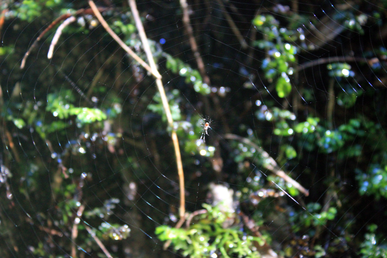 Wentworth Falls, New South Wales Australia