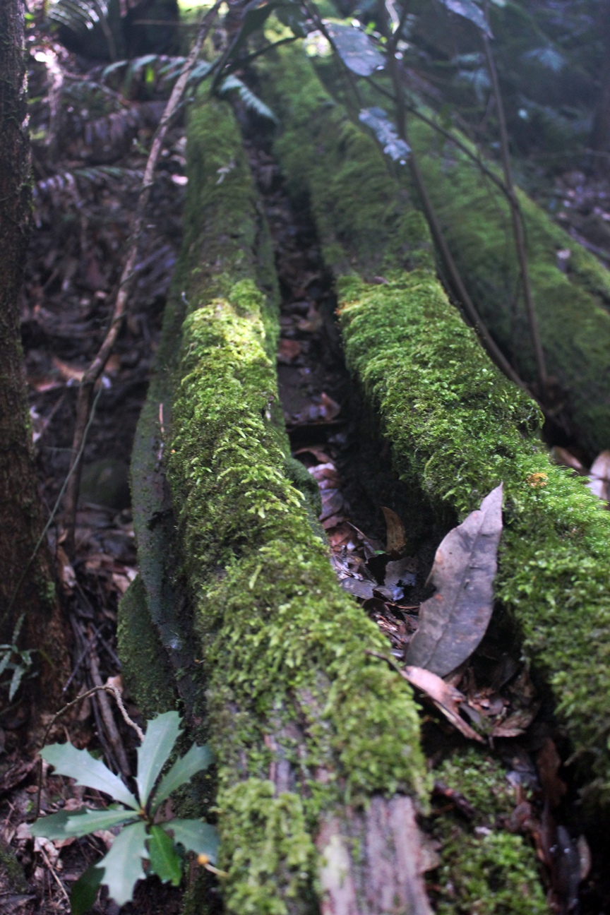 Wentworth Falls, New South Wales Australia