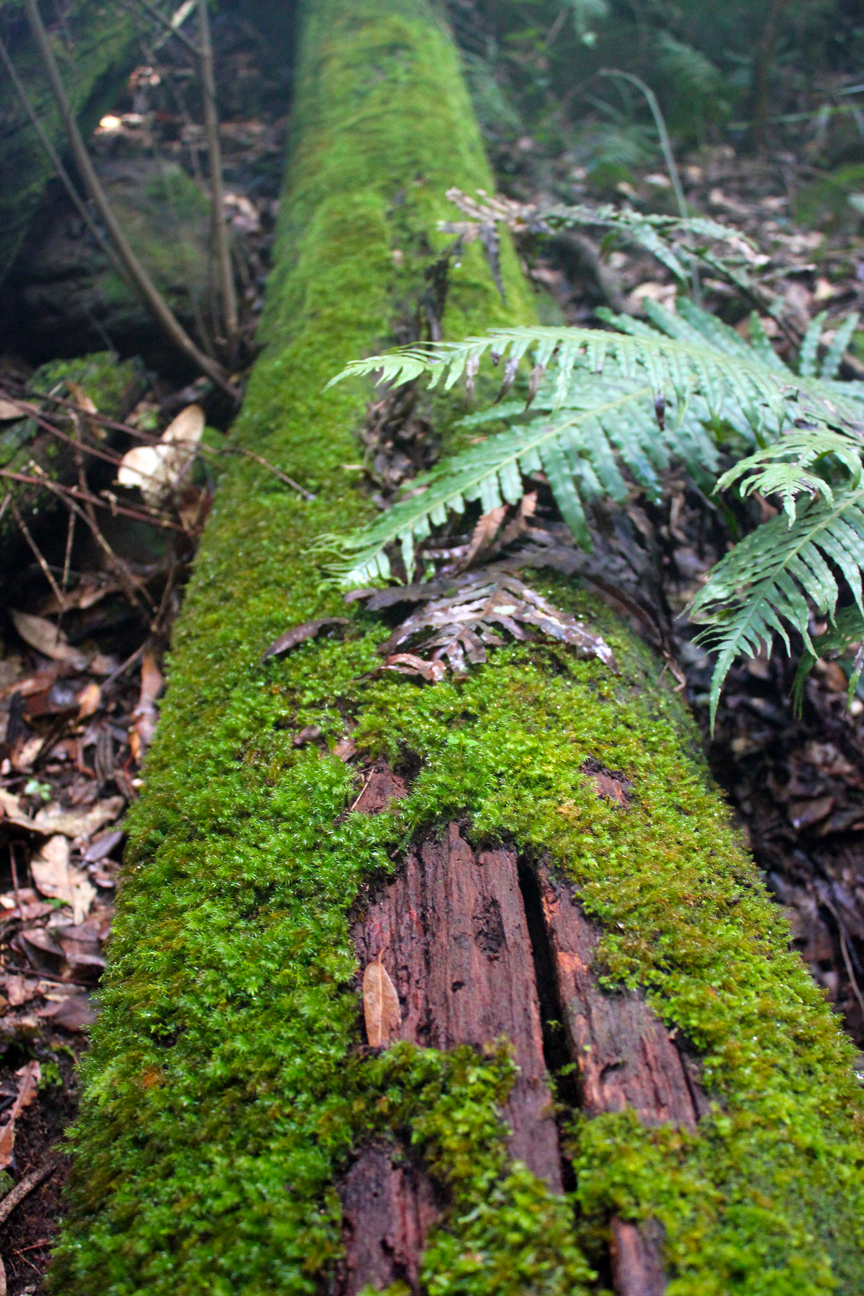 Wentworth Falls, New South Wales Australia